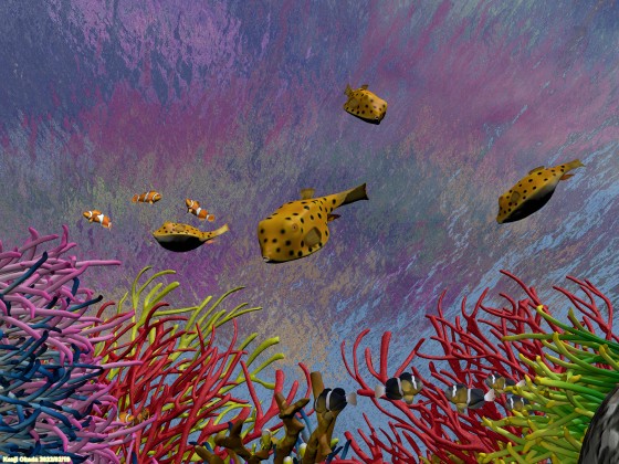 サンゴ礁のハコフグ