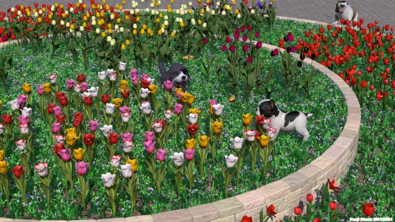 チューリップの花壇と子犬